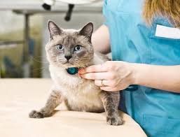 Beyond Antibiotics: Are Antimicrobial Peptides the Next Frontier in Veterinary Care?